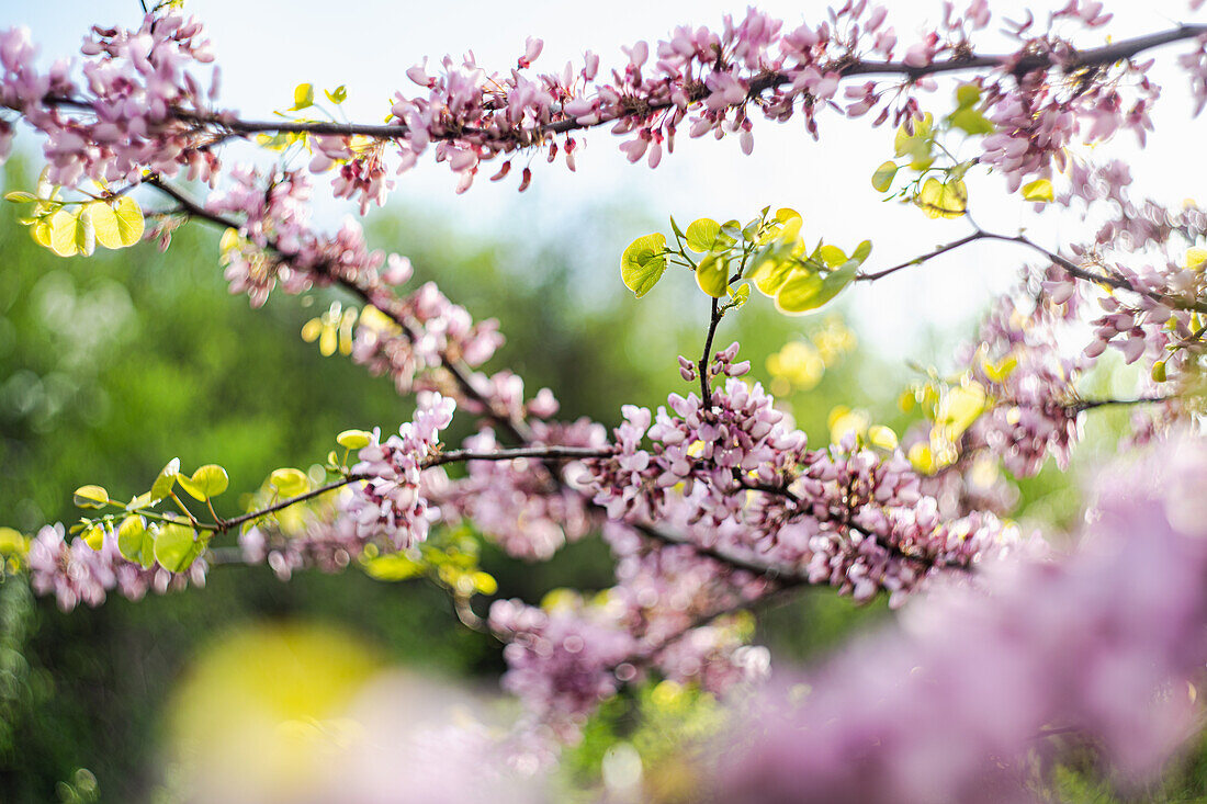 Judas tree (Cercis siliquastrum) in full bloom in spring