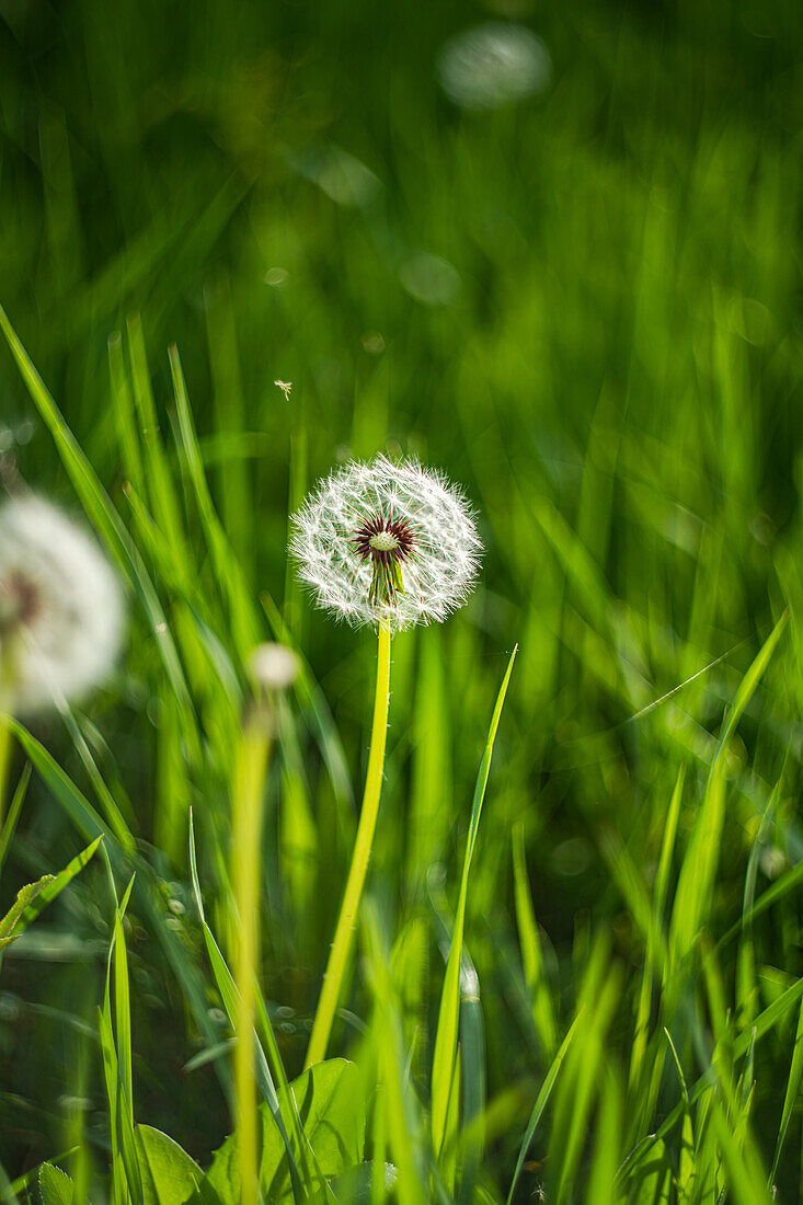 Dandelion (Taraxacum) on a summer meadow, dandelion