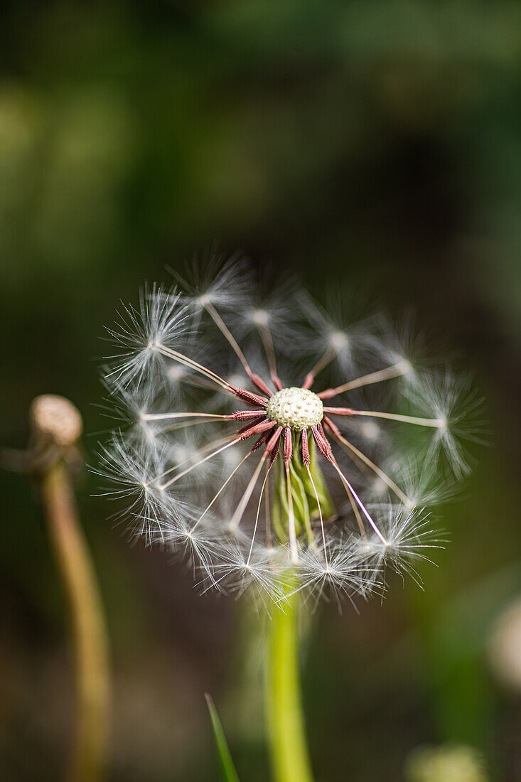 Close-up of a faded dandelion (Taraxacum)