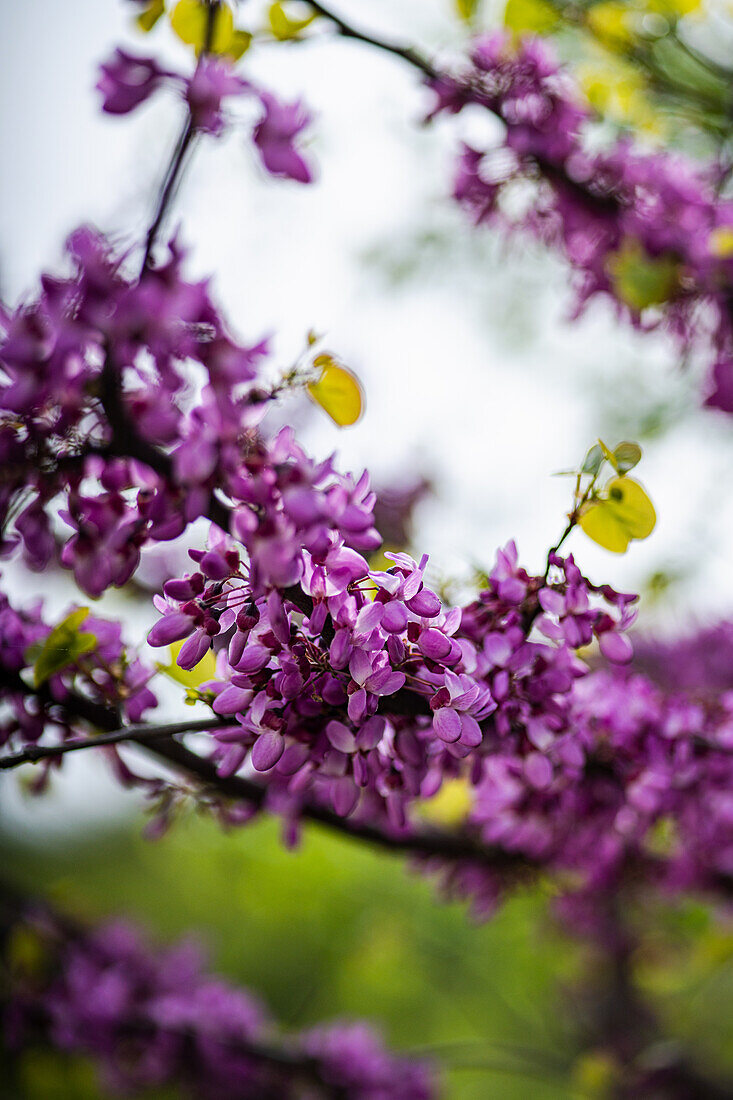 Flowering Judas tree (Cercis siliquastrum)