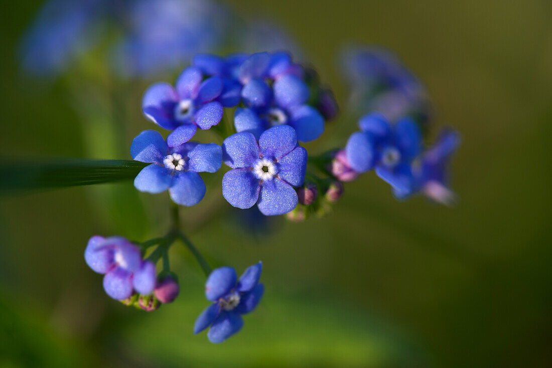 Vergissmeinnicht (Myosotis) im Morgenlicht