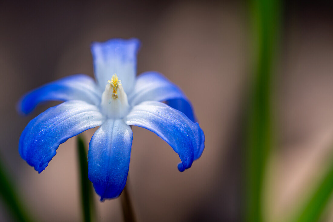 Blauer Schneestolz, Gewöhnliche Sternhyazinthe (Chionodoxa luciliae), Nahaufnahme