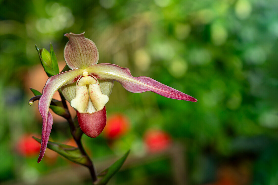 Orchidee (Orchidaceae) mit rosa-grünem Blütenblatt im Garten