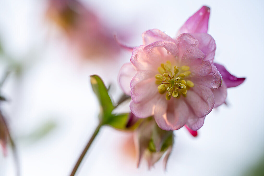 Columbine (Aquilegia) in pink, portrait