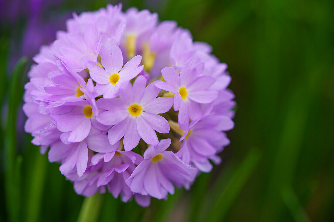 Kugelprimel (Primula denticulata) im Frühlingsgarten, close-up