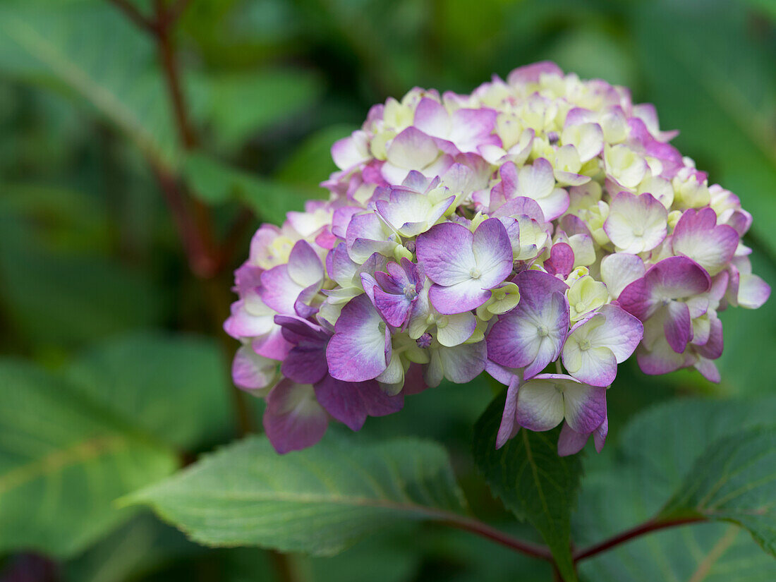 Hortensie (Hydrangea) mit violetten Blüten und grünen Blättern im Hintergrund