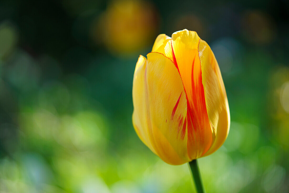 Gelbe Tulpe (Tulipa) mit roten Streifen im Frühling