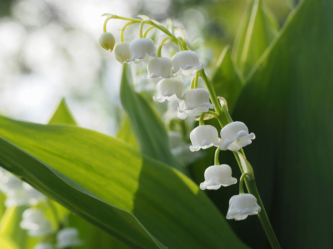 Lily of the valley (Convallaria majalis) in full bloom