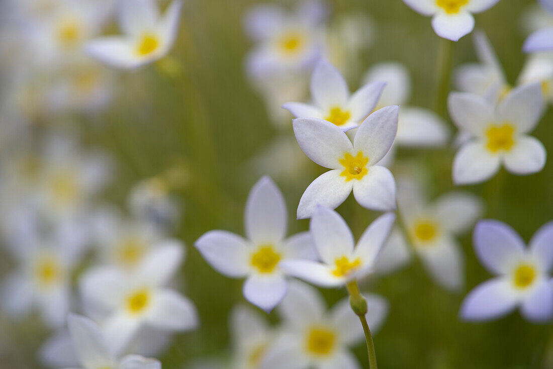 Weiße Kriech-Quendelblumen, Porzellansternchen (Houstonia caerulea) im Frühling