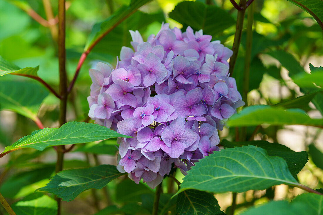 Hortensie (Hydrangea) in voller Blüte im Sommergarten