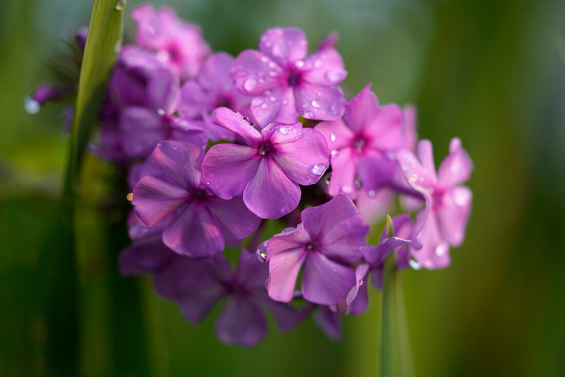 Flame flower (Phlox) with dewdrops