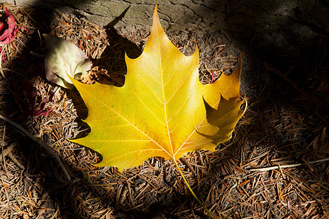 Yellow maple leaf on the forest floor in the sunlight