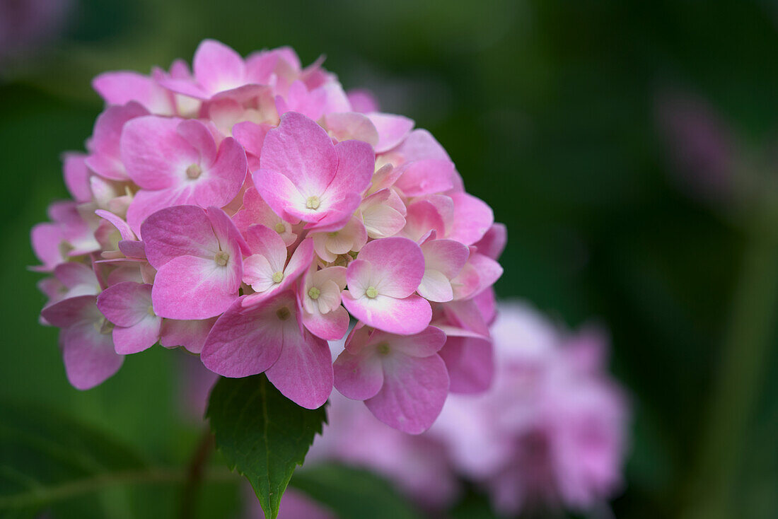 Pink hydrangea (Hydrangea macrophylla) in the garden