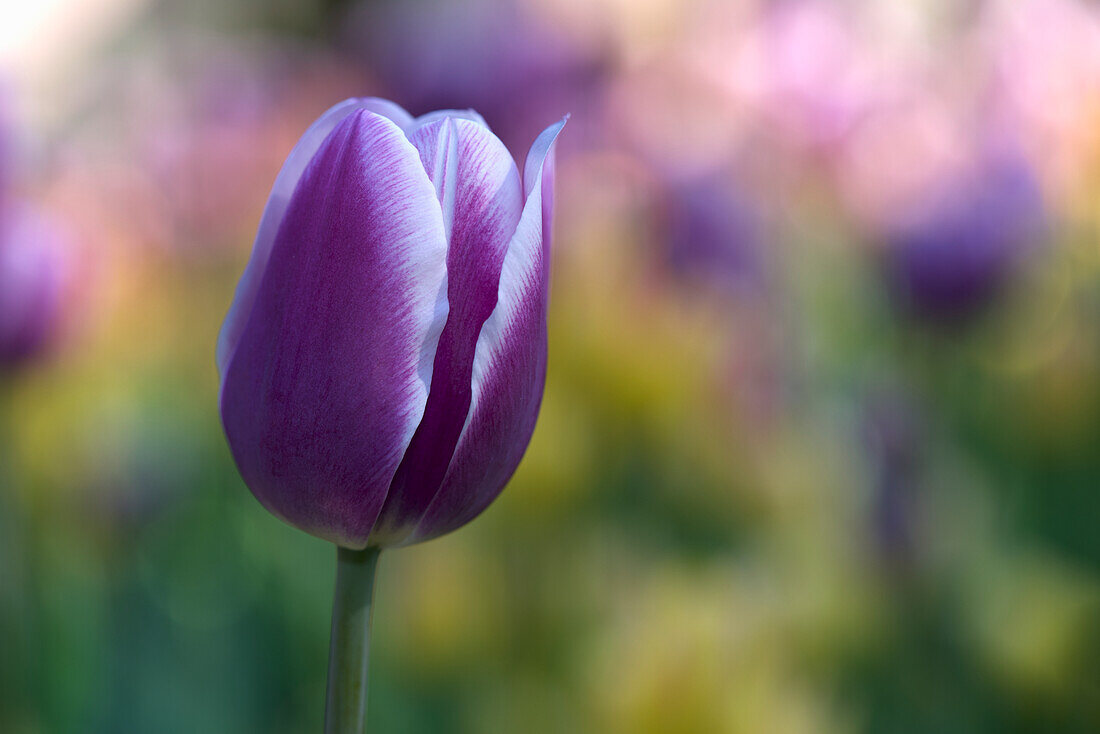 Lila Tulpe (Tulipa) mit unscharfen Hintergrund