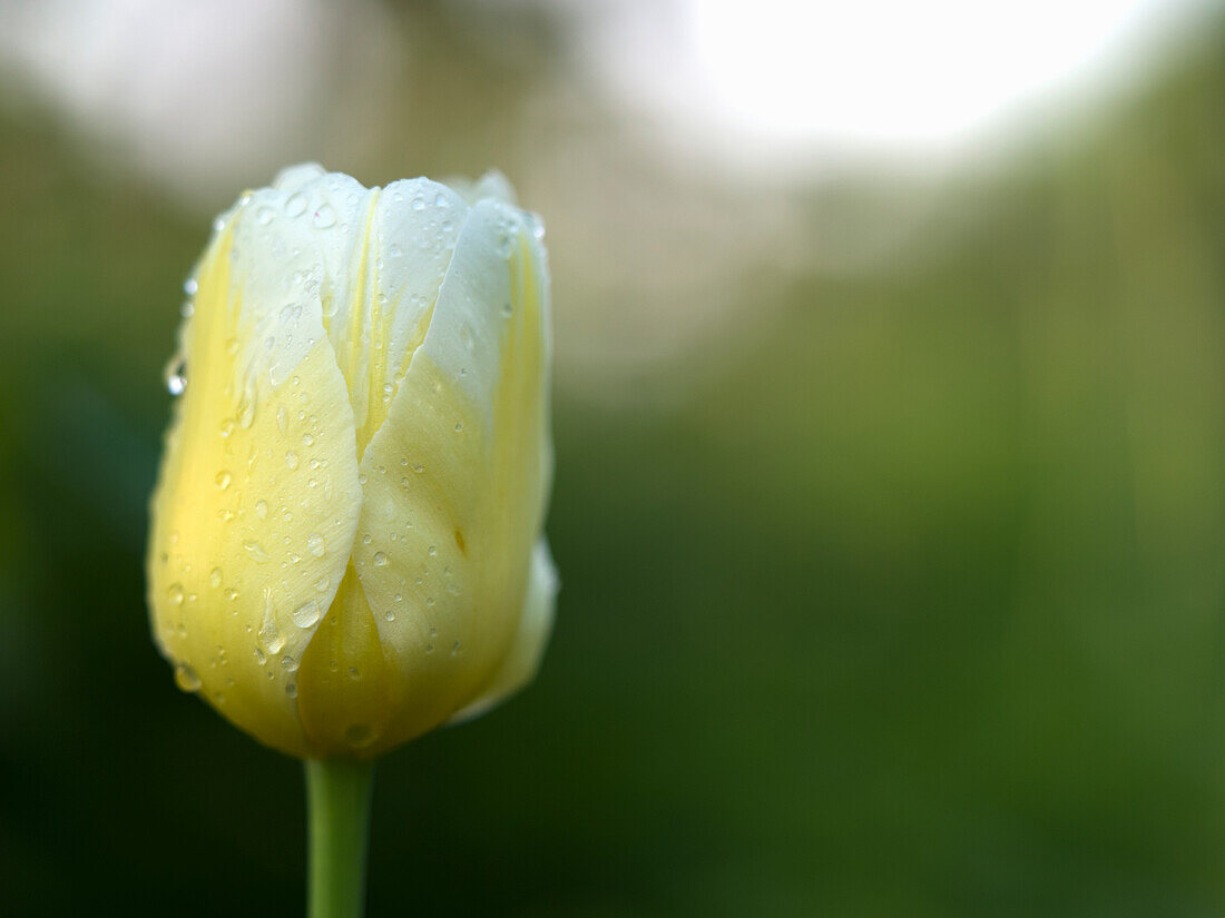 Yellow tulip (Tulipa) with dewdrops, portrait