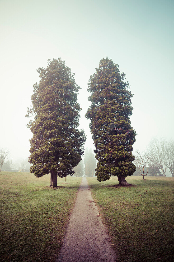 Two tall evergreen trees bordering a path in fog