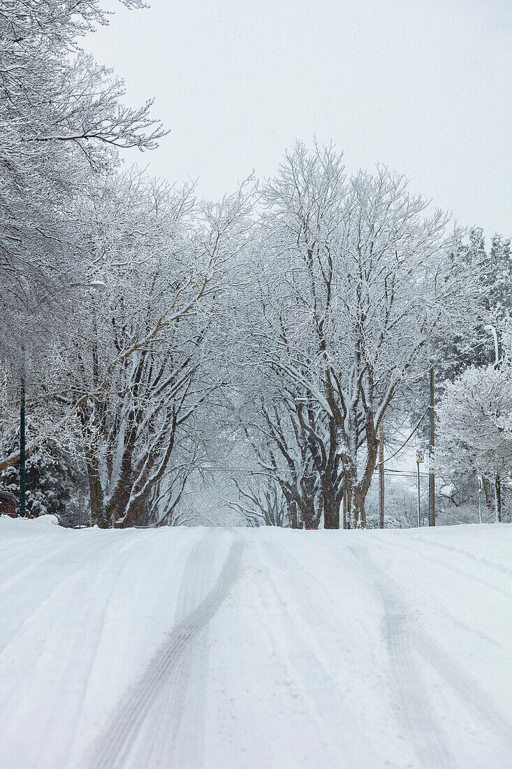 Snow-covered road lined with trees