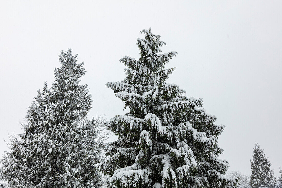 Schneebedeckte, immergrüne Bäume