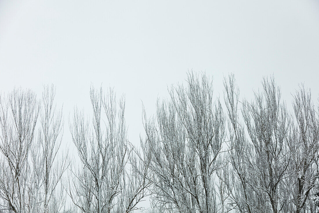 Schneebedeckte kahle Baumkronen