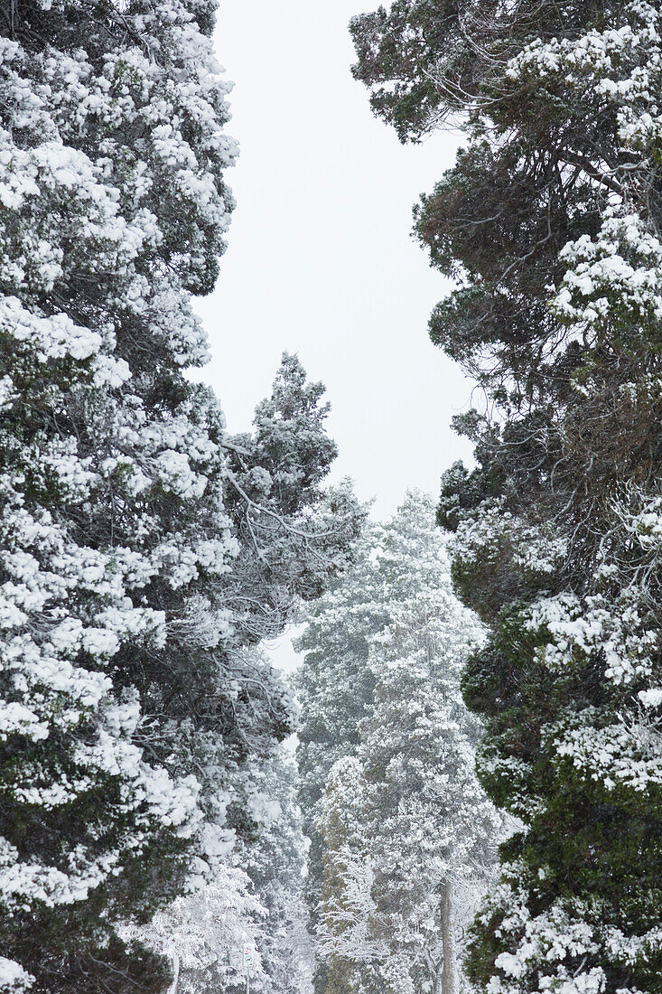 Schneebedeckte, immergrüne Bäume