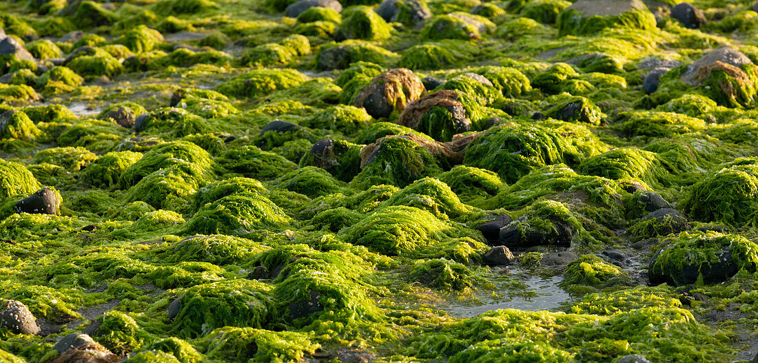 Close-up of rocks covered in seaweed, Strait of Georgia, British Columbia, Canada