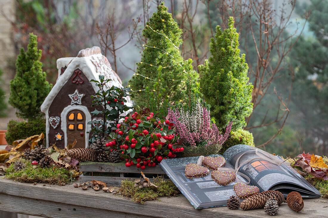 Adventsdeko mit Lebkuchenhaus, Scheinbeere (Gaultheria procumbens), Erika (Calluna), Tannenzapfen, Stechpalme, Fichtenbäumchen und Lebkuchen auf Gartentisch