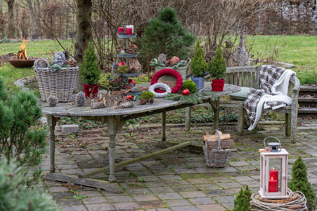 Gartentisch mit winterlicher Etagere aus Kerzen, Zapfen, Christbaumkugeln, Moos, Zuckerhut-Fichte 'Conica' (Picea glauca), Windlicht, Weidenkorb und Feuerschale im Garten