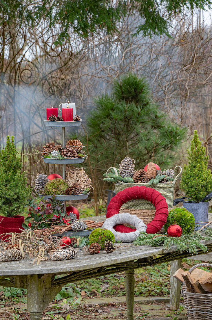 Winterliche Etagere mit Kerzen, Zapfen, Christbaumkugeln, Moos, Zuckerhut-Fichte 'Conica' (Picea glauca) auf Gartentisch