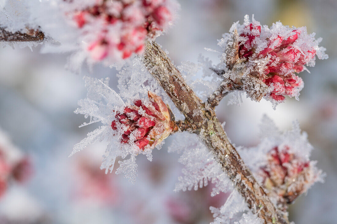 Gemeiner Schneeball (Viburnum), Beeren mit Eiskristallen angefroren, Makro