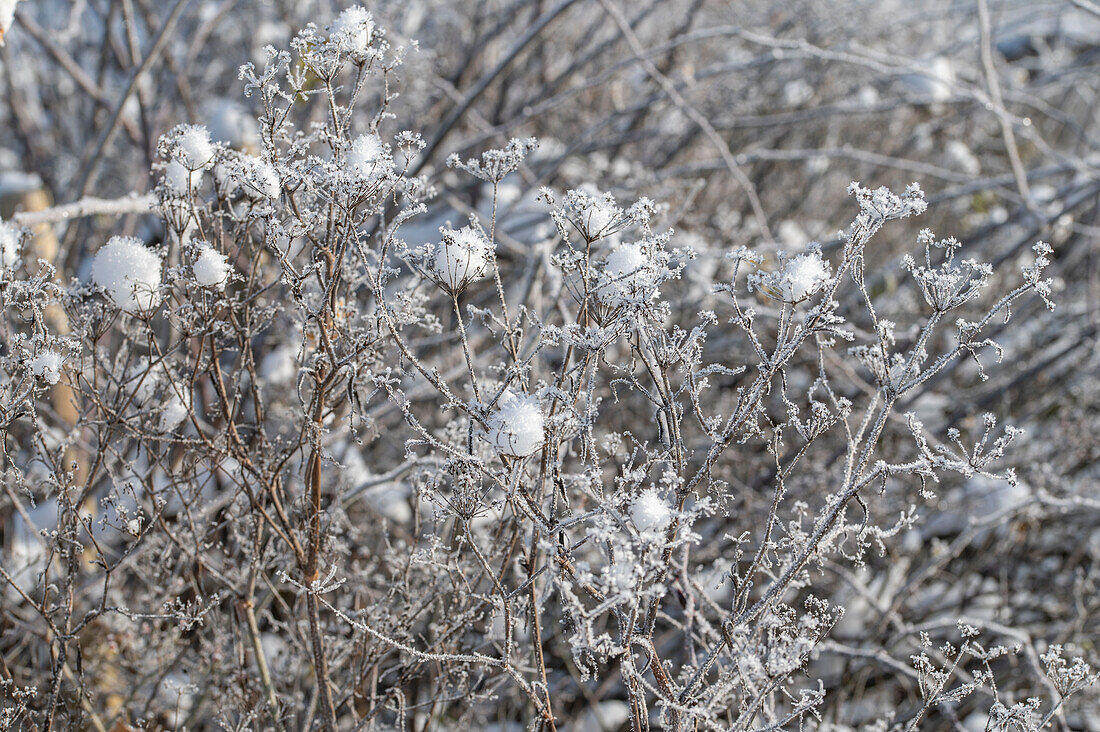 Fenchelblüten (Foeniculum vulgare) mit Eiskristallen bei Rauhreif im Garten