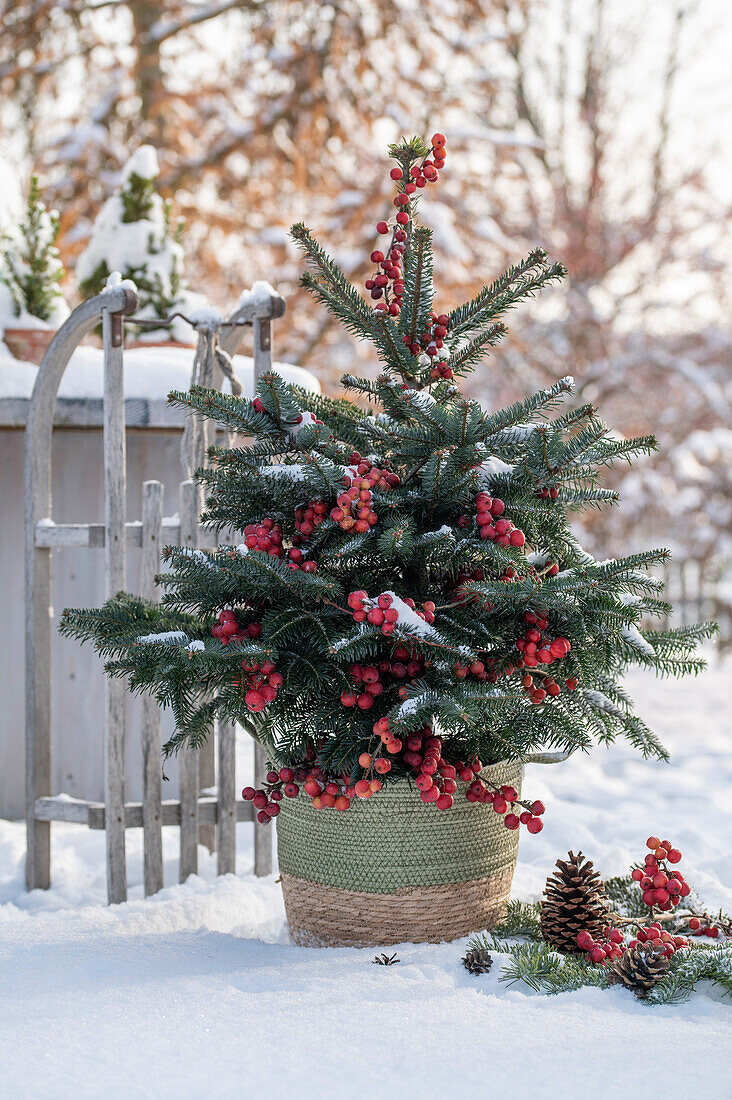 Weihnachtsbaum mit Zieräpfeln geschmückt im verschneiten Garten und Holzschlitten