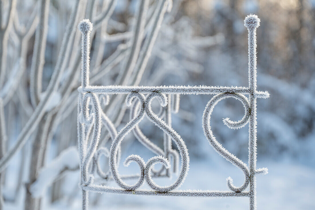 Ziergitter im winterlichen Garten mit Eiskristallen, close-up