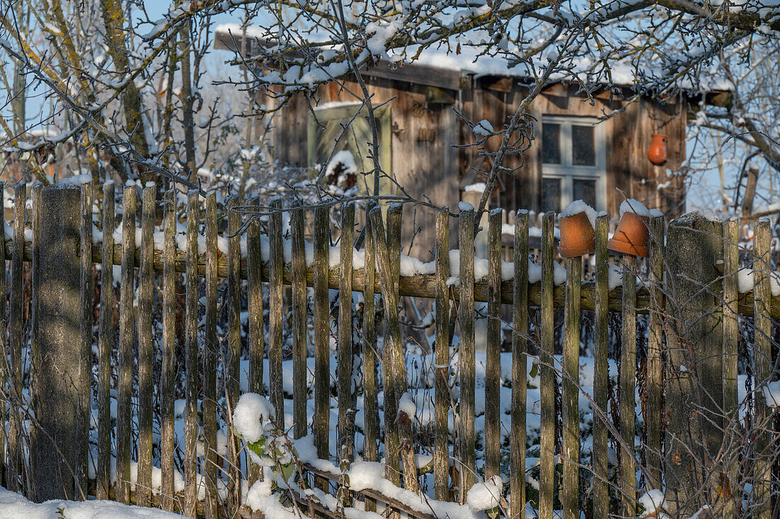 Verschneiter Gartenzaun, Bäume und Stauden vor Holzschuppen im winterlichen Garten