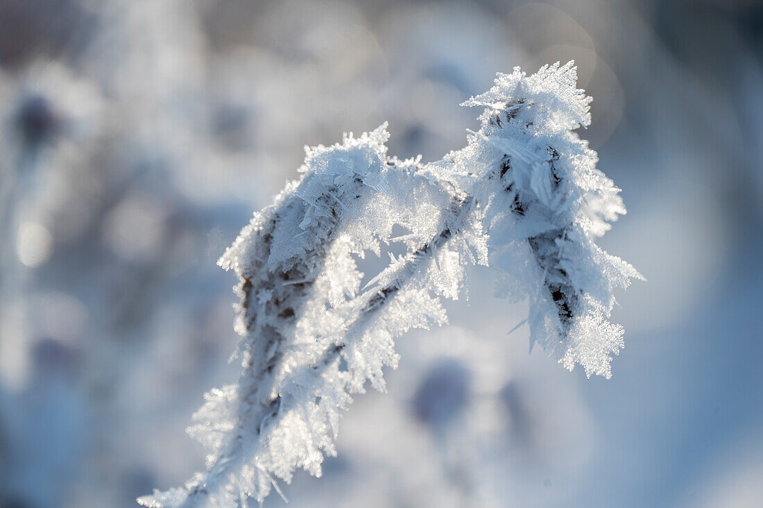 Zweige und Blätter mit Eiskristallen angefroren bei Rauhreif, close-up