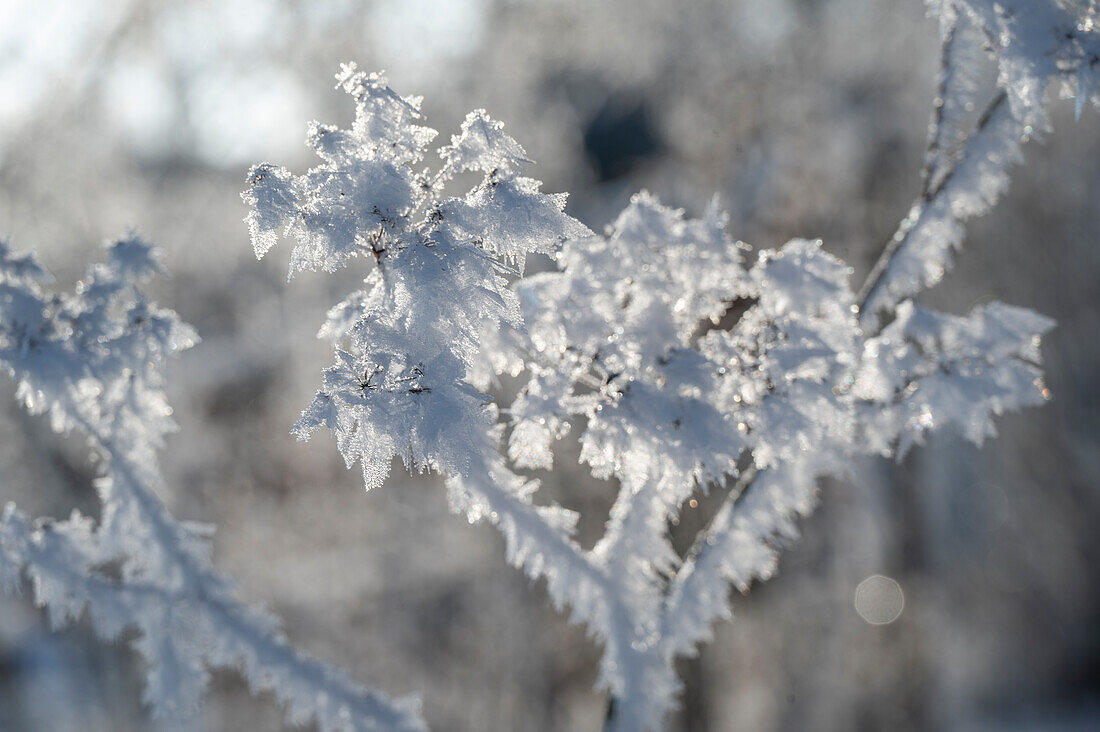 Zweige mit Eiskristallen angefroren bei Frost im Garten