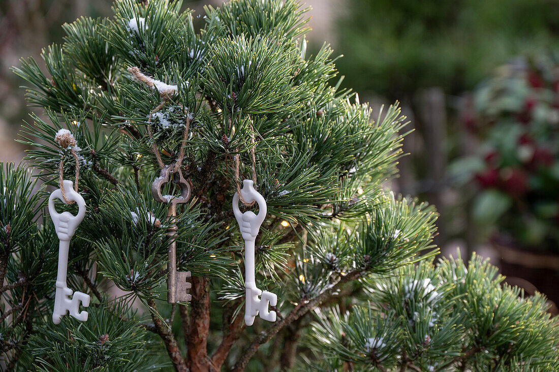 Verschneite Kiefernzweige mit Schlüsselanhänger dekoriert im Garten