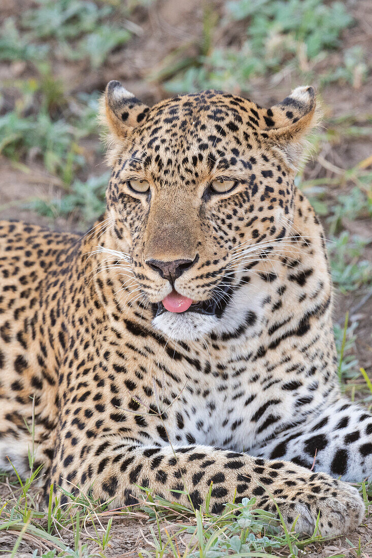 Sambia, Süd-Luangwa-Nationalpark. Einsamer männlicher afrikanischer Leopard.