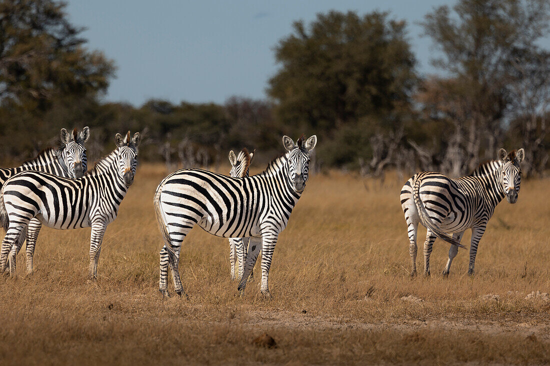 Zebras. Camelthorn Lodge. Hwange National Park. Zimbabwe.