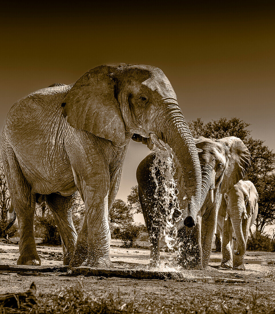 Herd of elephants at watering hole enjoying the plentiful water as drink and showers. Camelthorn Lodge. Hwange National Park. Zimbabwe.