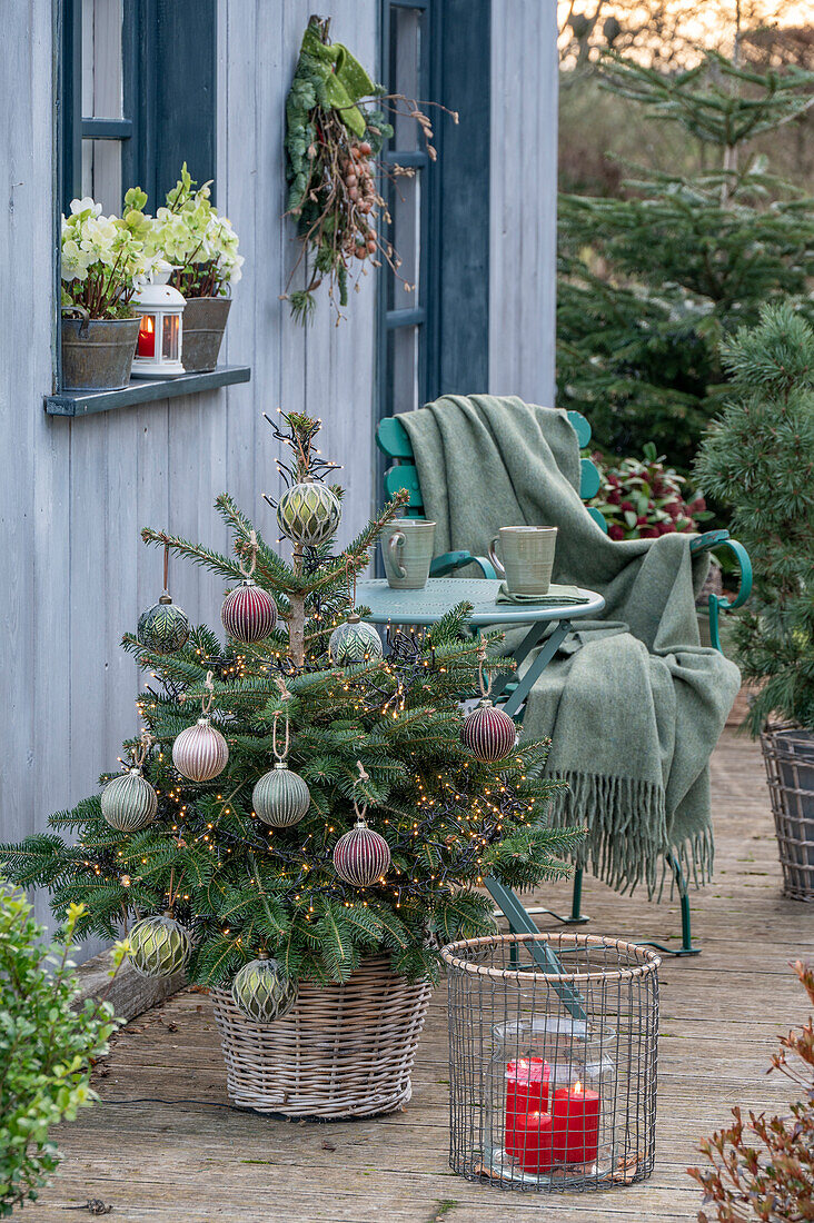 Weihnachtsdeko auf der Terrasse, Christbaum, Kerzen, Christrosen (Helleborus) im Topf, vor Sitzplatz