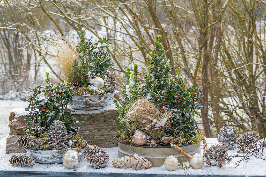 Adventsdeko im Garten mit Christbaumkugeln, Zapfen, Blumenschalen mit Stechpalme (Ilex), Zuckerhutfichte und Gräser mit Schnee
