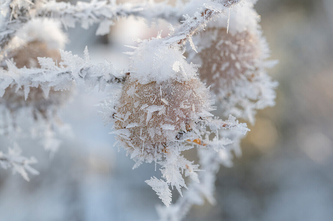 Hagebutten, Früchte mit Eiskristallen angefroren, close-up