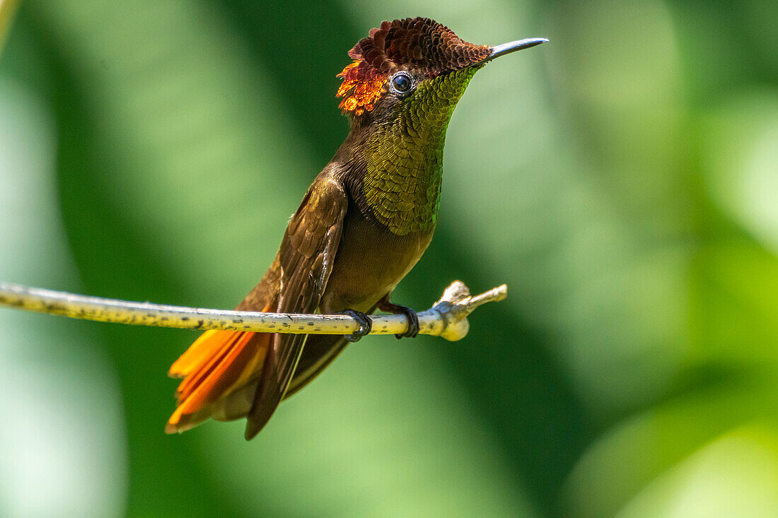 Tobago. Ruby topaz hummingbird on limb.