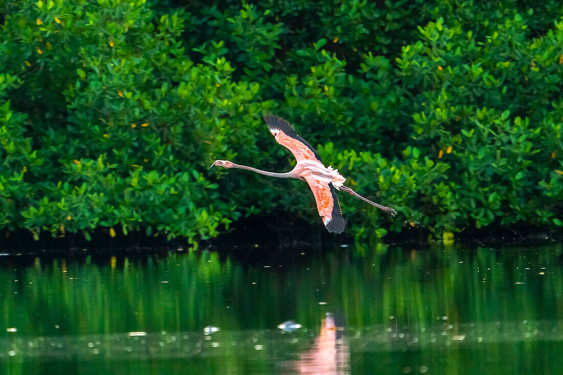 Trinidad, Caroni Sumpf. Amerikanischer Flamingo im Flug.