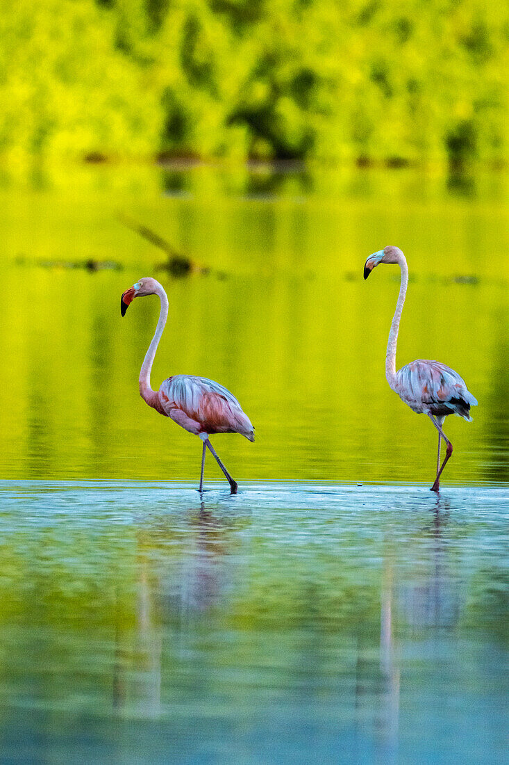 Trinidad, Caroni Swamp. American flamingos in swamp.