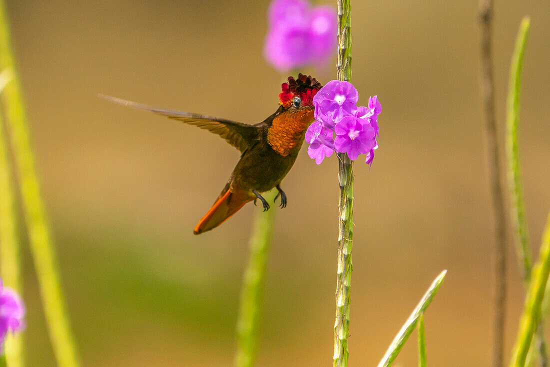 Trinidad. Rubintopas-Kolibri, der sich von Eisenkrautblüten ernährt.