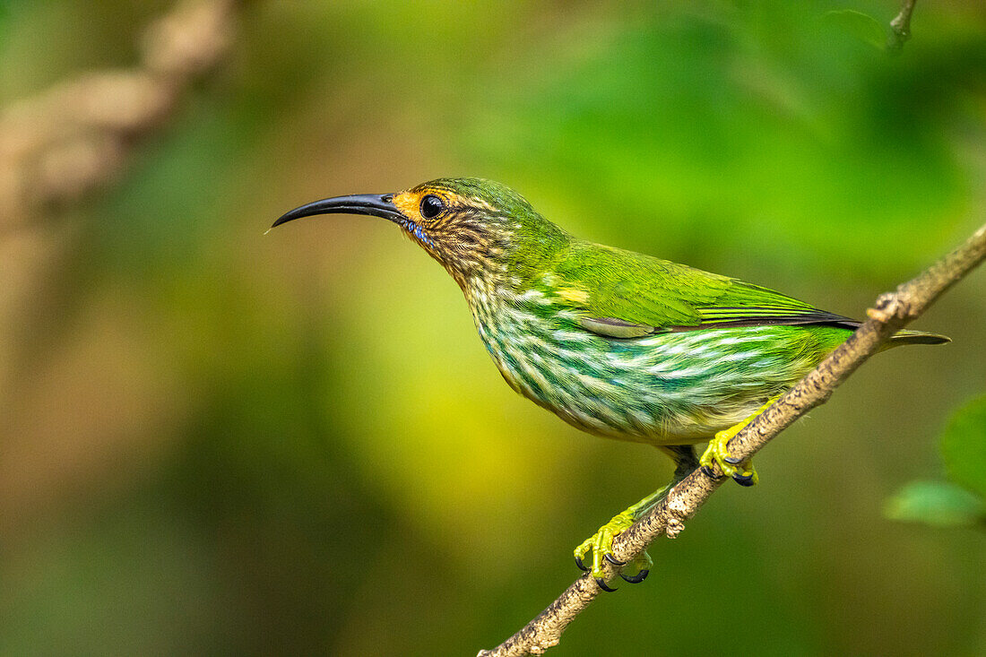 Trinidad. Purple honeycreeper female in Yerette refuge.