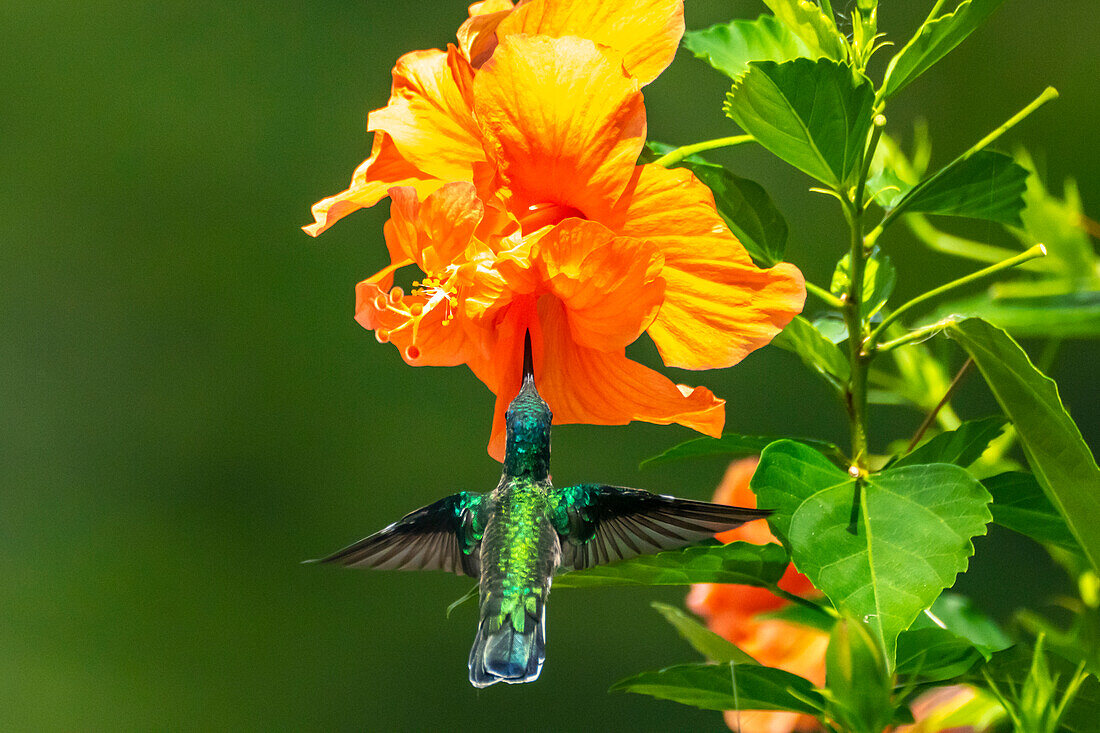 Trinidad. Weißhalskolibri, der an einer Hibiskusblüte frisst.