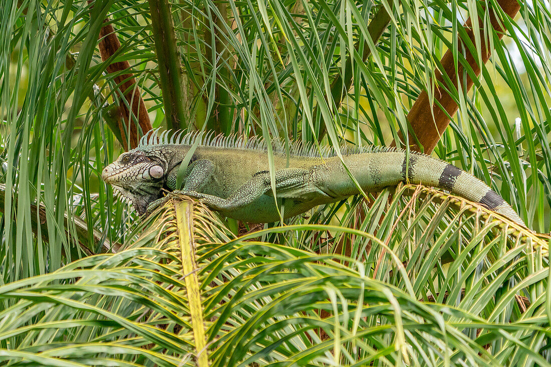 Trinidad. Grüner Leguan auf einer Palme im Yerette-Refugium.