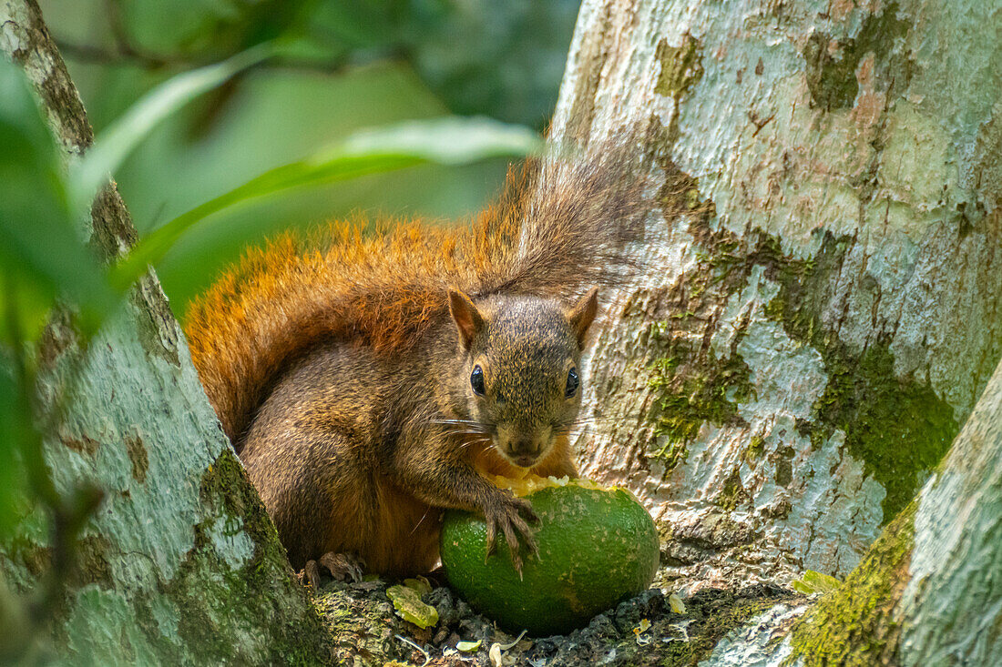 Trinidad. Nahaufnahme eines Rotschwanz-Eichhörnchens im Baum, das Früchte frisst.